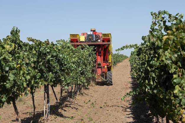 Mechanische Ernte an einem sonnigen Tag Ernte durch Maschinen in den Weinbergen