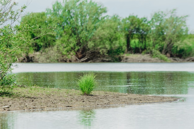 mechón de hierba verde solitario que crece en la orilla del río en verano