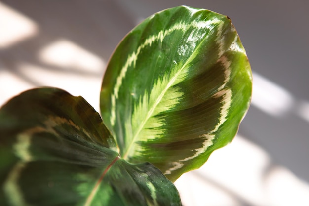 Medalhão de Calathea roseopicta e folha de closeup de variedade Marion no peitoril da janela em luz solar brilhante com sombras Plantas de casa em vaso cuidado e cultivo de decoração de casa verde