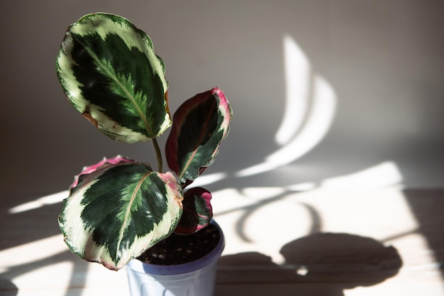 Medalhão de Calathea roseopicta e folha de closeup de variedade Marion no peitoril da janela em luz solar brilhante com sombras Plantas de casa em vaso cuidado e cultivo de decoração de casa verde