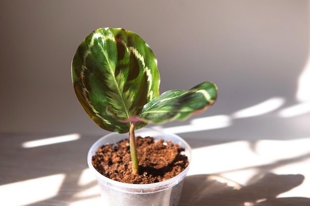 Foto medallón de calathea roseopicta y hoja de primer plano de la variedad marion en el alféizar de la ventana a la luz del sol brillante con sombras plantas de interior en maceta decoración del hogar verde cuidado y cultivo