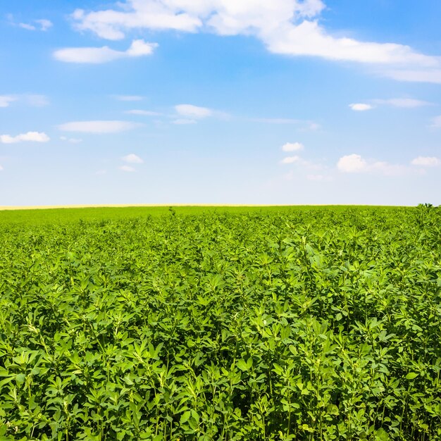 Medicago-Pflanze auf der grünen Wiese unter blauem Himmel
