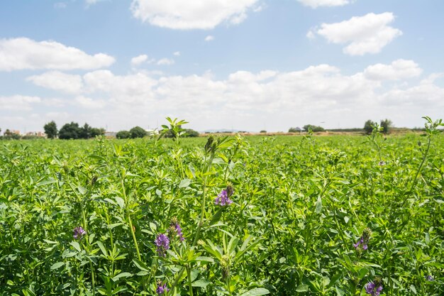 Medicago sativa en flor Alfalfa