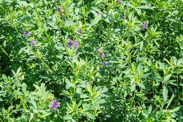 Medicago Sativa in voller Blüte Alfalfa