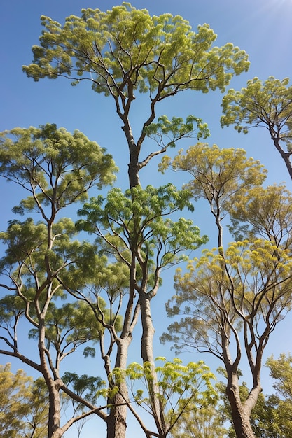 Foto medicamento à base de folhas de moringa