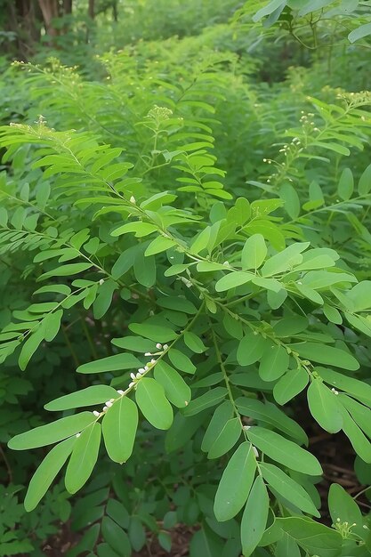 Foto medicamento à base de folhas de moringa