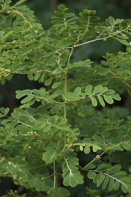 Foto medicamento à base de folhas de moringa