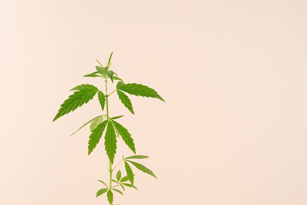 Medicina alternativa. planta de cannabis sobre un fondo beige. Copia espacio