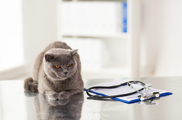 medicina, animais de estimação, animais e conceito de cuidados de saúde - close-up de gato britânico e estetoscópio com prancheta na mesa na clínica veterinária