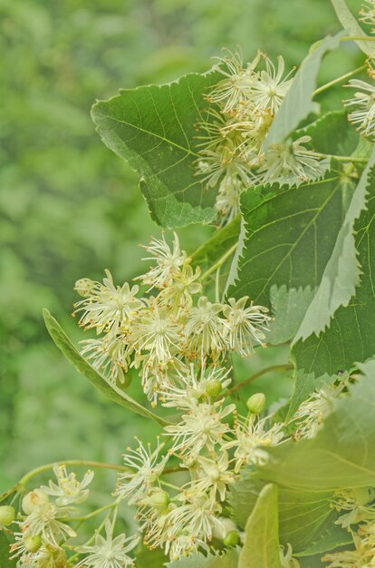 Medicina complementar alternativa popular Flores e folhas de tília fechadas