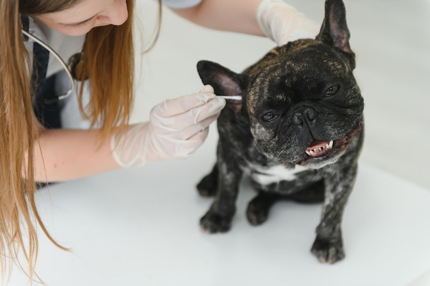 Medicina cuidado de mascotas y concepto de personas cerca de perro bulldog francés y médico veterinario mano en clínica veterinaria