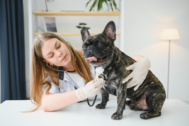 Medicina cuidado de mascotas y concepto de personas cerca de perro bulldog francés y médico veterinario mano en clínica veterinaria