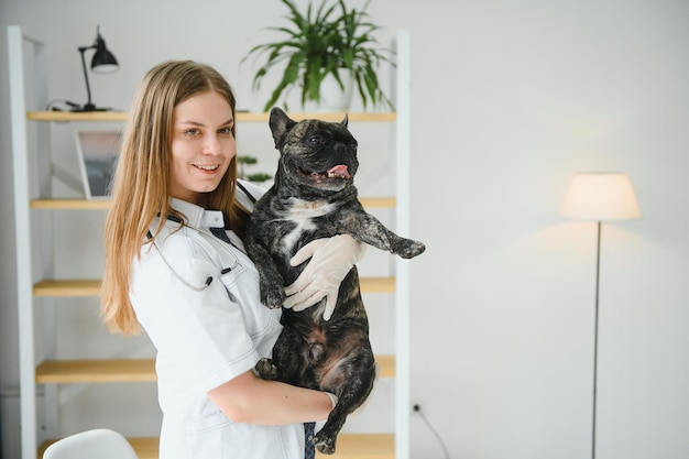 Medicina cuidado de mascotas y concepto de personas cerca de perro bulldog francés y médico veterinario mano en clínica veterinaria