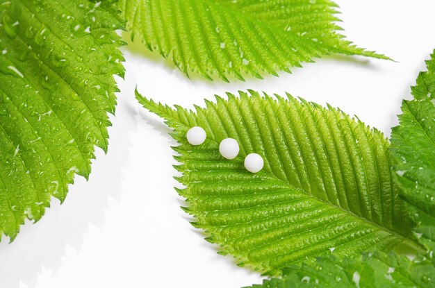 Medicina homeopática Un concepto de homeopatía con hoja verde sobre fondo blanco.