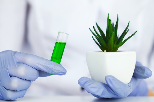 Medicina. Medicina orgánica natural y cuidado de la salud, medicina alternativa de plantas, extracción de mortero y hierbas en cristalería de laboratorio