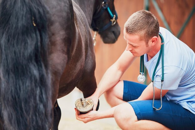 Medicina veterinaria en la granja