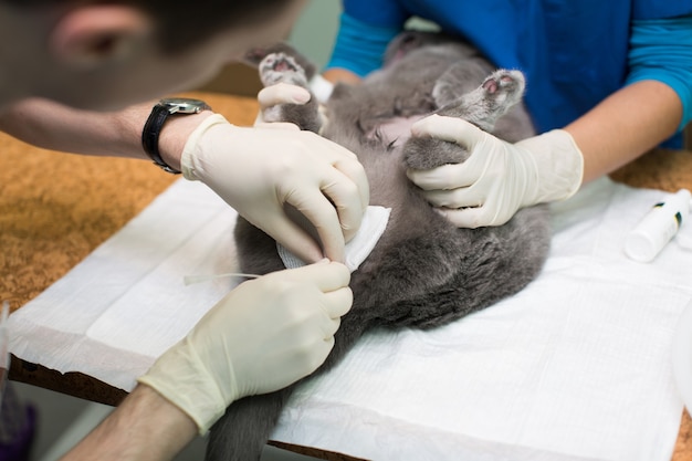 Medicina veterinaria, el uso de una llave de paso de tres vías para drenar la orina de la vejiga urinaria de los gatos (gatos) un cálculo biliar. jeringuilla