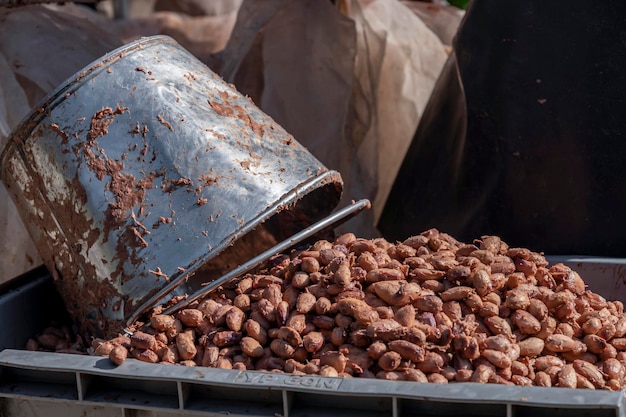 Medición de temperatura de granos de cacao fermentados en barriles de madera.