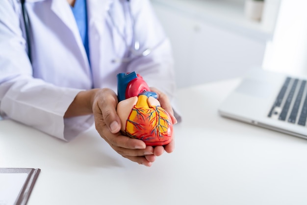 Médico com modelo anatômico de coração humano Cardiologista apóia o diagnóstico cardíaco do coração cardiologista de exame médico na sala de exame