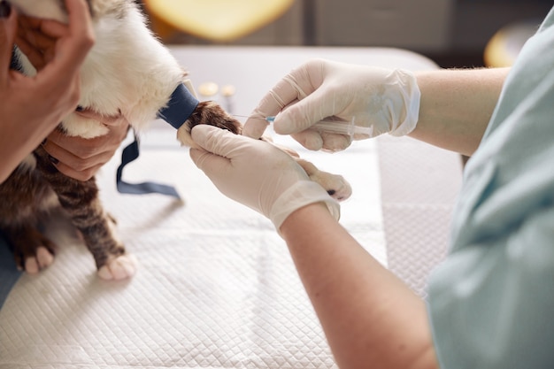 El médico le da una inyección a un gato con un torniquete en la pata con ayuda de una enfermera en un hospital veterinario