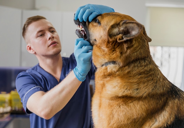 Médico de tiro médio, verificando os dentes do cão