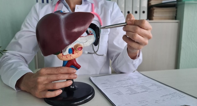 Foto médico demonstra um modelo de fígado em uma mesa em uma clínica