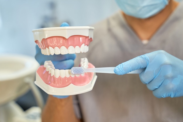 Médico dentista explicando as regras de escovação no modelo de dentes