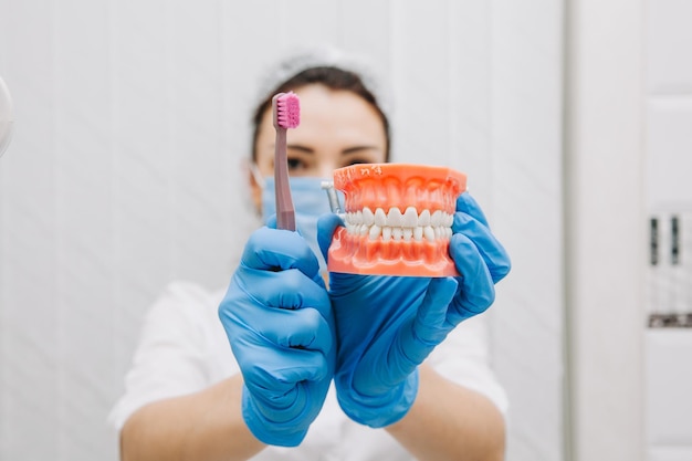 Médico dentista. Um técnico de prótese dentária segura um modelo de dentes na mão e os escova. close-up de uma dentadura.