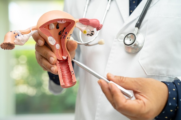 Foto médico do útero segurando um modelo de anatomia para estudo, diagnóstico e tratamento no hospital