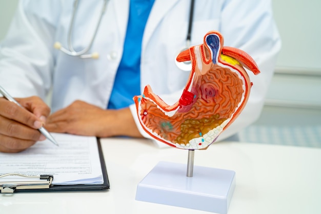 Médico de enfermedades estomacales con modelo de anatomía humana para el estudio de diagnóstico y tratamiento en el hospital