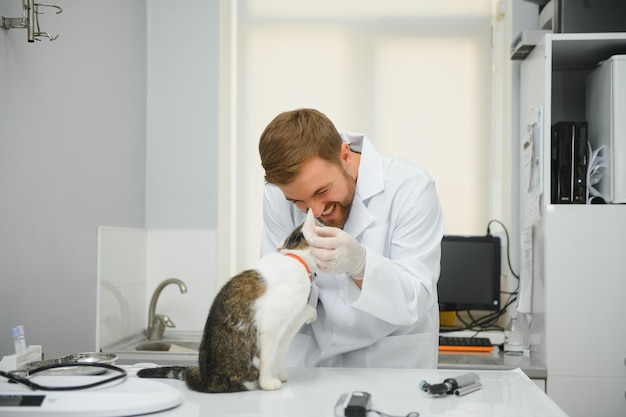 Médico está examinando um gato doente Conceito de clínica veterinária Serviços de um médico para saúde de animais e tratamento de animais de estimação