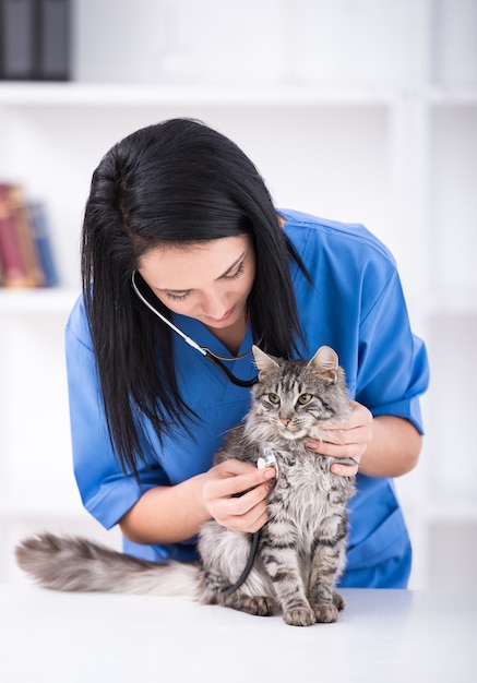 Médico está fazendo um check-up de um lindo gato bonito.