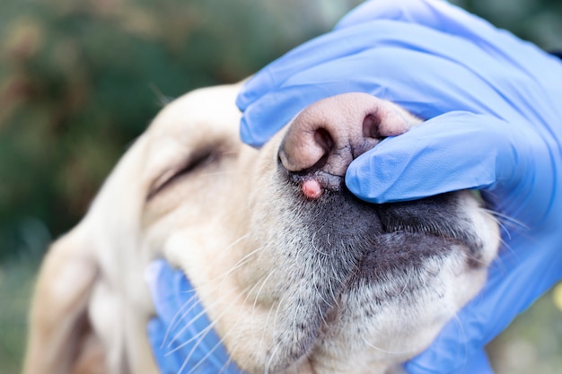 El médico examina la formación de un perro en la nariz. Manos con guantes closeup