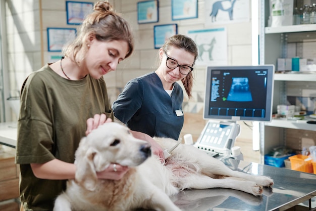 Foto médico examinando cachorro com ultrassom