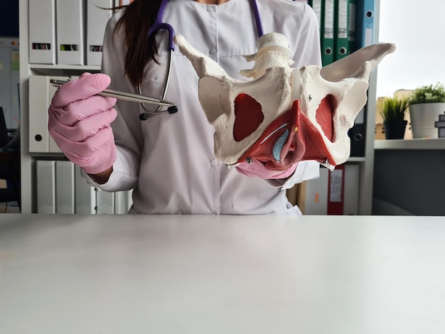 El médico ginecólogo muestra la ubicación de la pelvis femenina con músculos