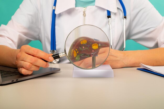 Médico masculino que muestra un modelo de hígado humano con lupa Diagnóstico y tratamiento tempranos