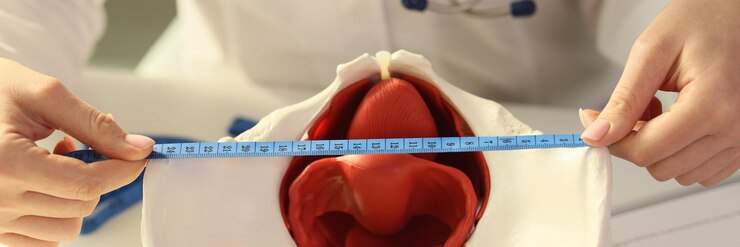 Foto médico mede ossos pélvicos e modelo de órgãos reprodutivos femininos usando fita adesiva examinada por mulher