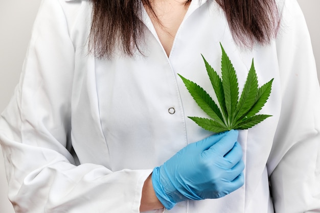 Médico o científico sosteniendo una hoja de cannabis cerca del corazón. Legalización de plantas de marihuana en medicina.