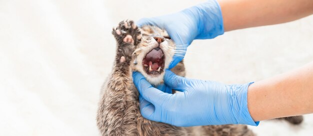 Médico olha a boca do gato. medicina veterinária.