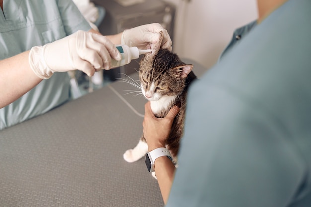 Médico pingando orelha de gato malhado enquanto enfermeira segura animal na clínica veterinária