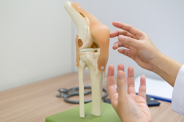 El médico profesional señaló el área de la articulación de la rodilla modelo.