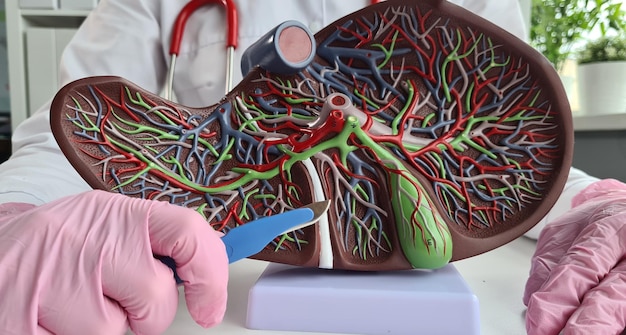 Médico segura em suas mãos modelo plástico artificial de fígado e bisturi fechado