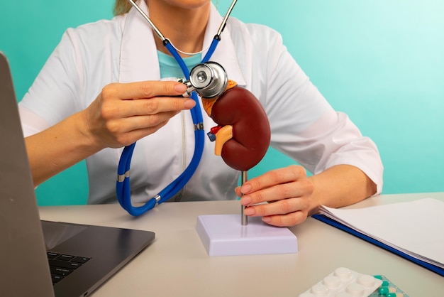 Foto médico segurando modelo anatômico de rim e estetoscópio em seu escritório