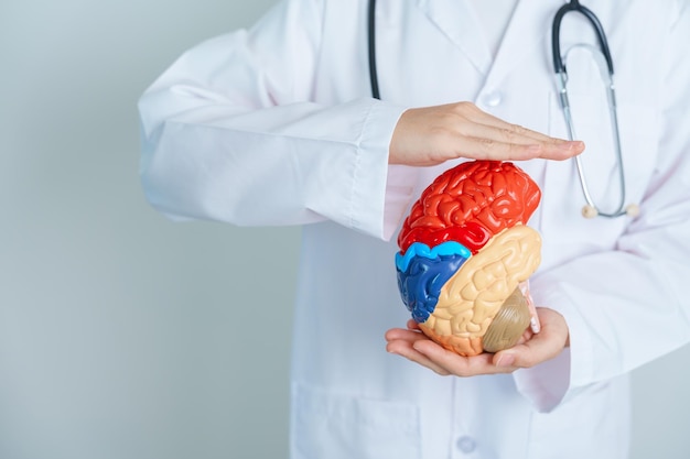 Médico segurando modelo de cérebro humano Dia Mundial do Tumor Cerebral Acidente Vascular Cerebral Demência alzheimer parkinson e conceito mundial de saúde mental