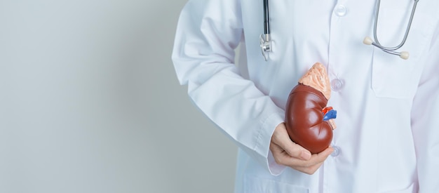 Médico segurando rim anatômico Doença modelo da glândula adrenal do sistema urinário e pedras Dia mundial do rim do câncer Rim crônico Urologia Nefrite Renal e conceito de transplante