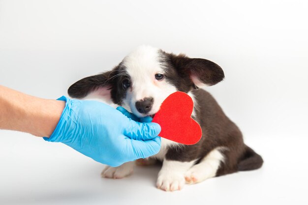 Médico segurando um coração vermelho ao lado de um adorável cachorrinho cardigan welsh corgi em um fundo branco...