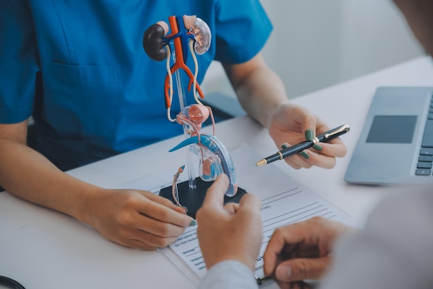 Foto el médico utiliza un modelo anatómico para explicar el sistema urinario masculino. el modelo está etiquetado con las partes que el médico señala y explica cómo funcionan juntas para la función urinaria, asegurando la comprensión del paciente.