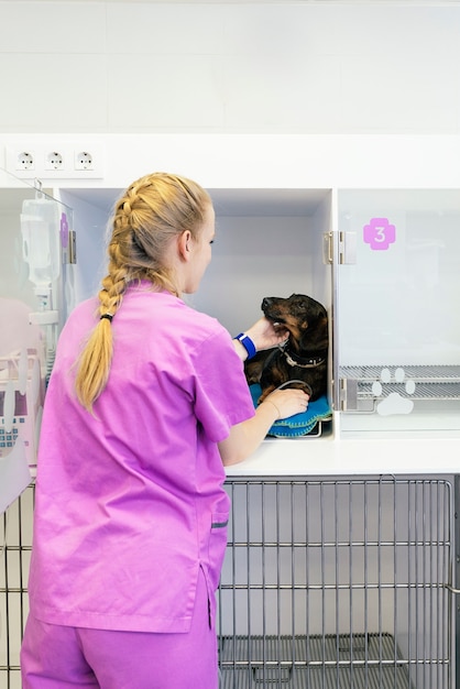 Foto médico veterinario abrazando a un hermoso perro. concepto veterinario.