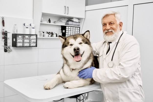 Médico veterinario anciano posando con malamute en gabinete médico.