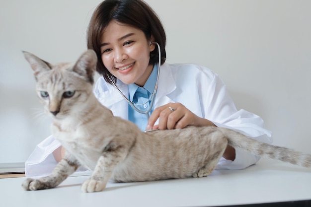 Médico veterinário asiático usando estetoscópio para examinar gatinho fofo na clínica